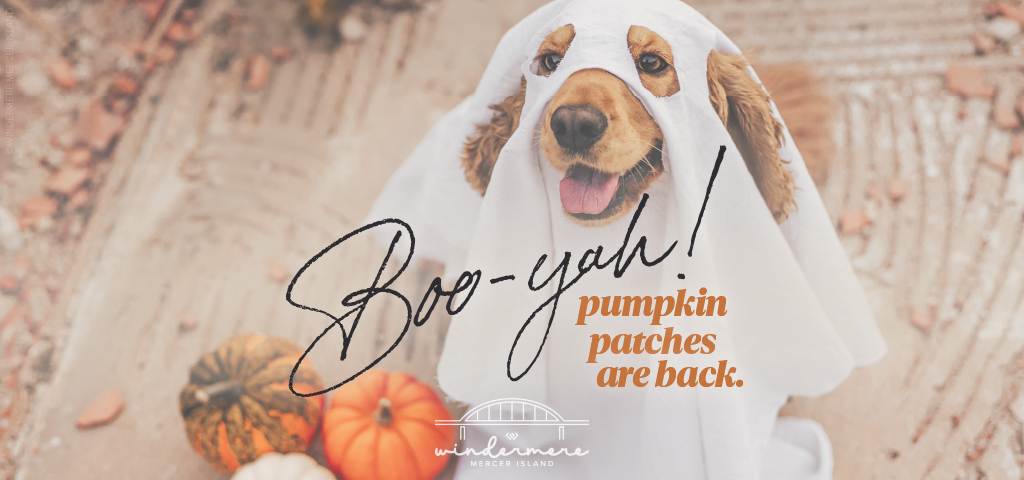 Boo-yah! Pumpkin patches are back.